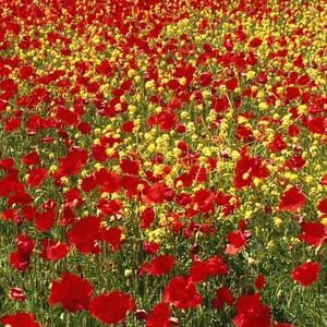 Meet your Posher, Angie